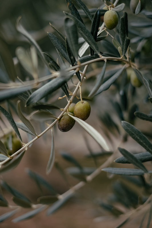 Les bienfaits de l'huile d'olive